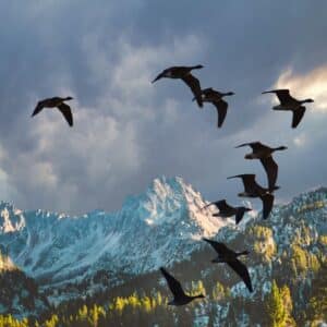 Les oiseaux migrateurs